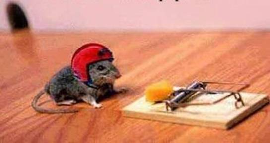 mouse-helmet-trap.jpg